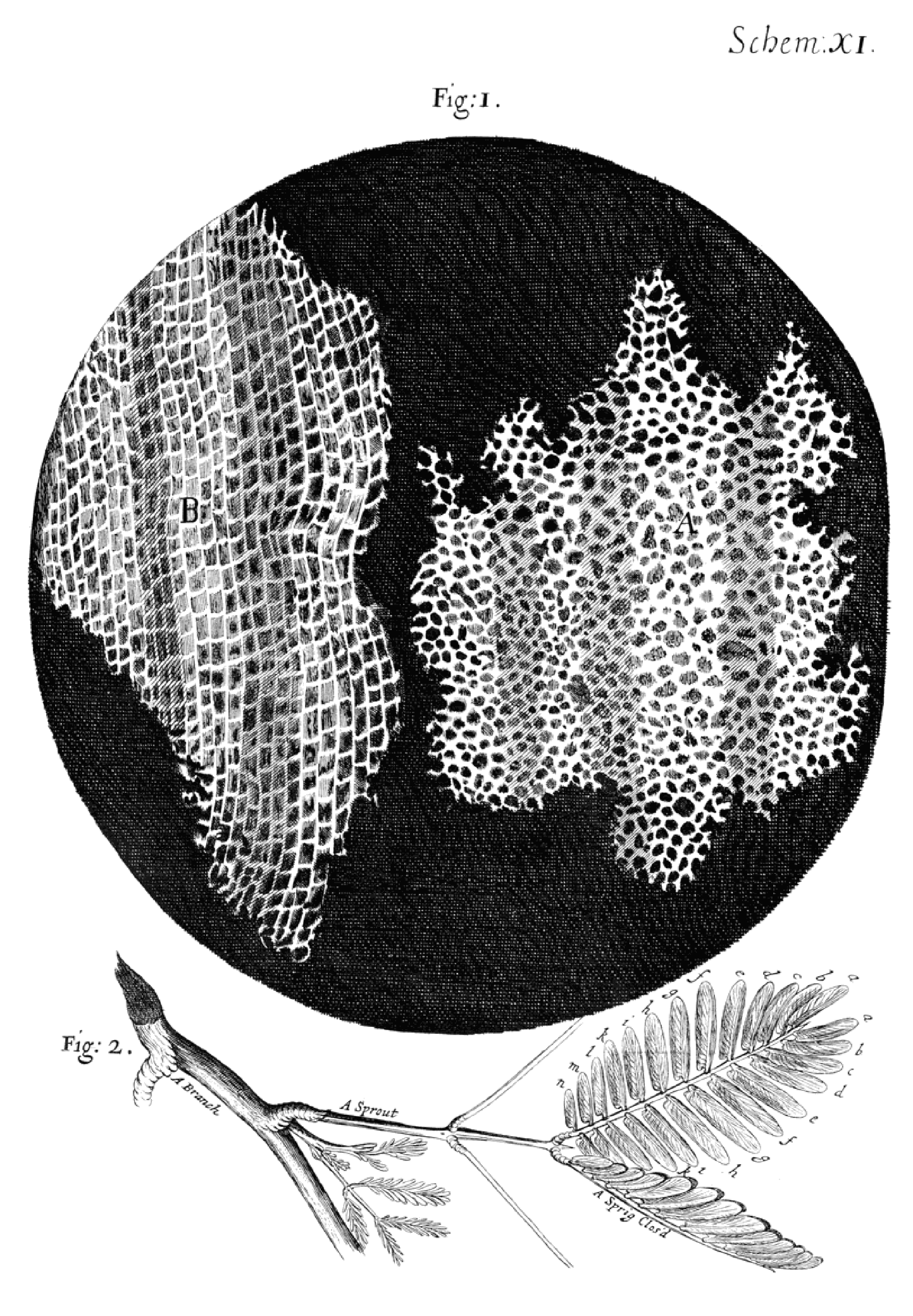 훅의 Micrographia 제11도판. 위 Fig. 1의 코르크 작은 칸들과 아래 Fig. 2의 미모사 가지.