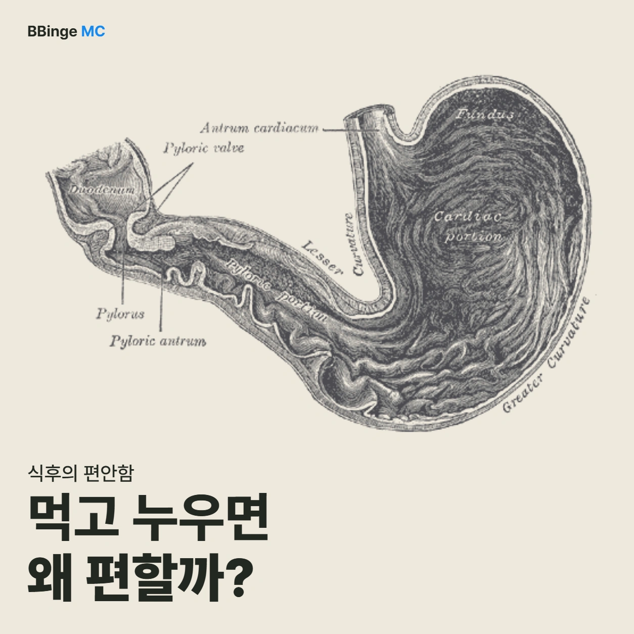 식후의 편안함. 먹고 누우면 왜 편할까? Gray’s Anatomy 도판 1050의 위 내부 해부도를 사용한 편집 표지